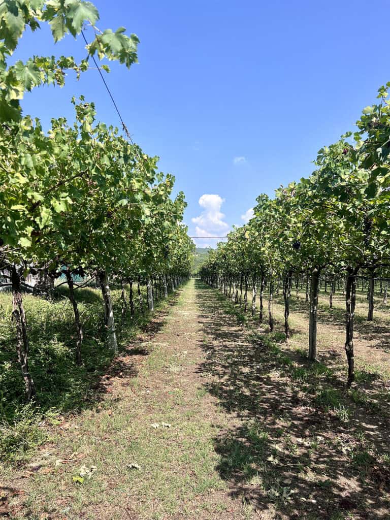 vigneti valpolicella farina wines